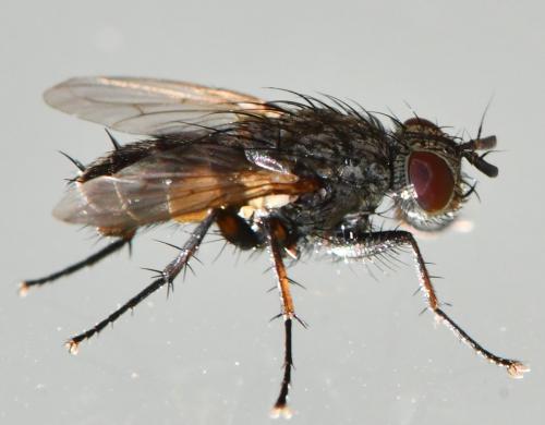 Tricogena rubricosa